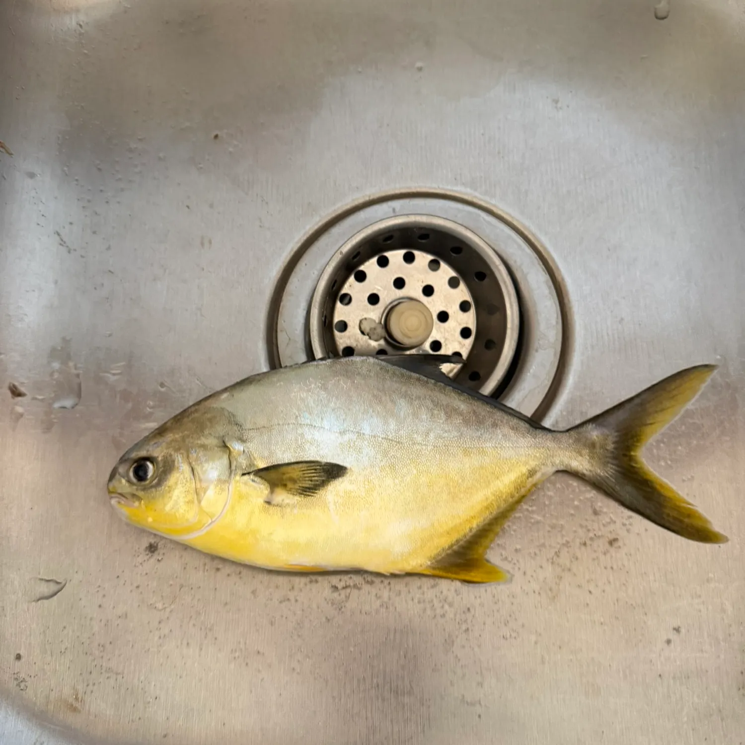 Florida pompano caught on Fishbrain