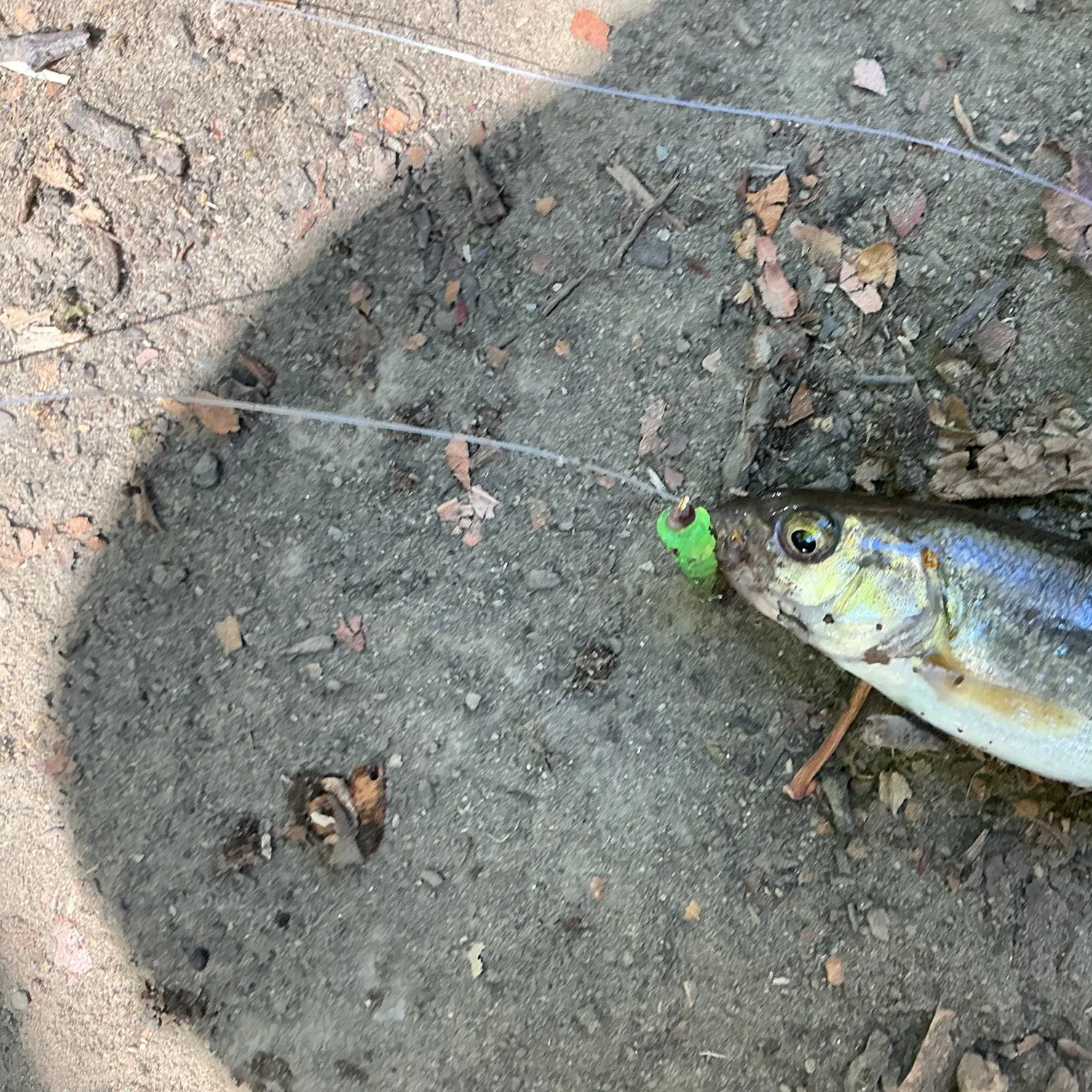 Northern pikeminnow caught on Fishbrain