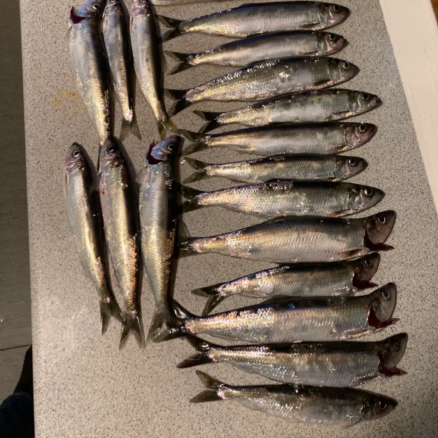 recently logged catches