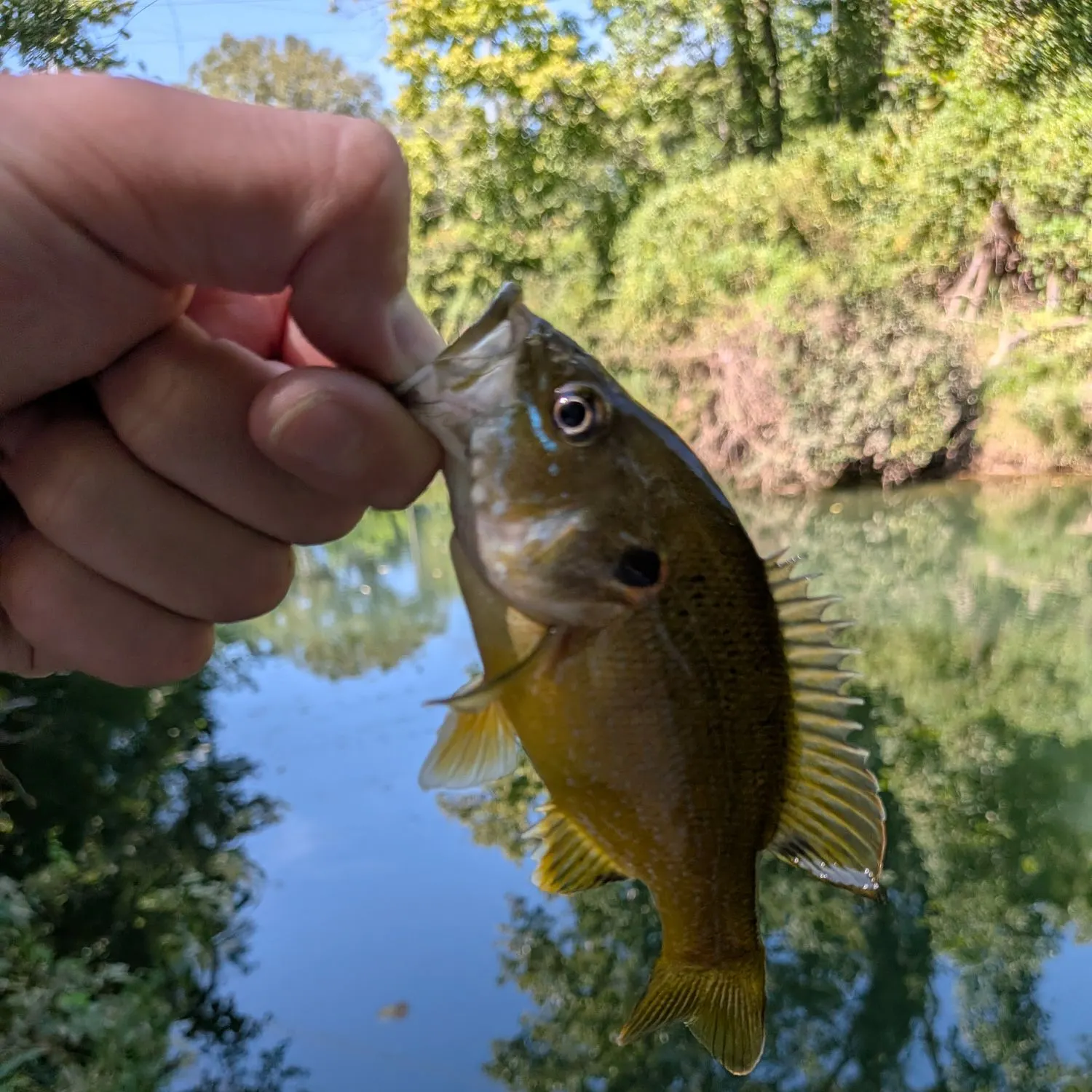 Green sunfish caught on Fishbrain