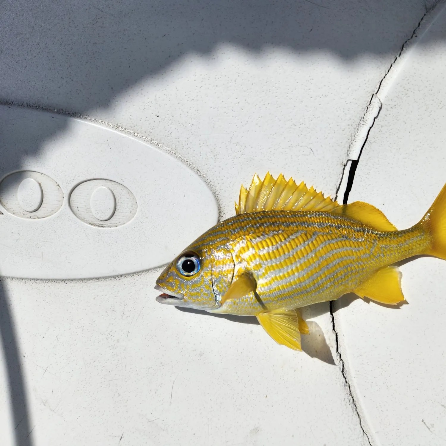 The most recent French grunt catches on Fishbrain