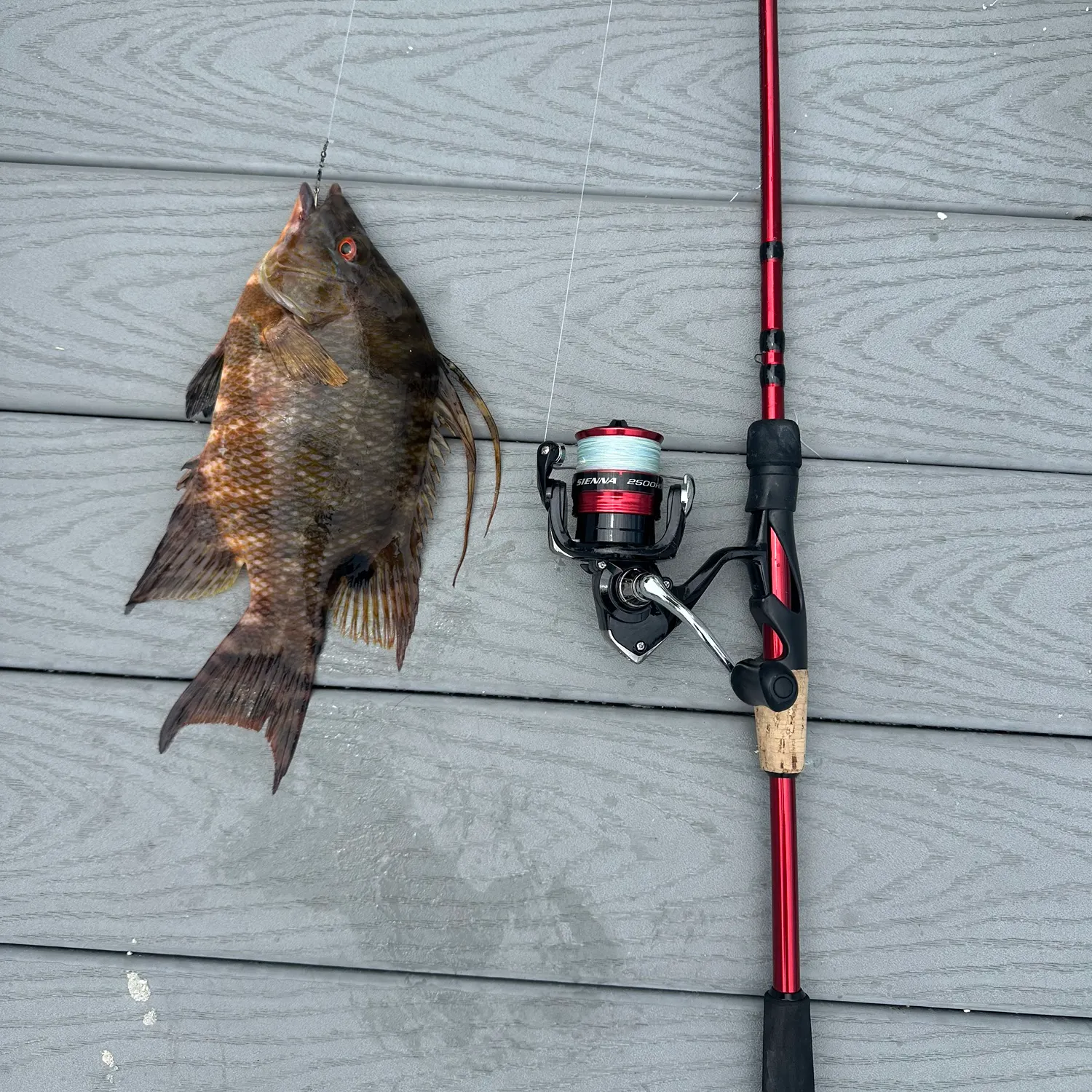 recently logged catches