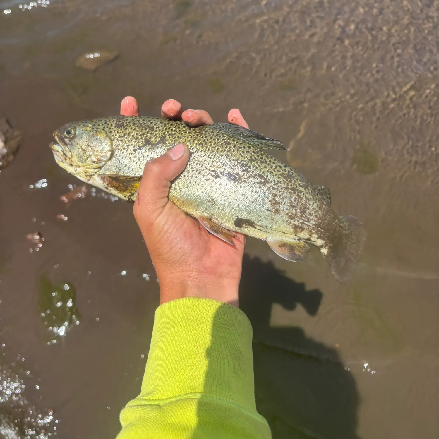 The most recent Apache trout catches on Fishbrain