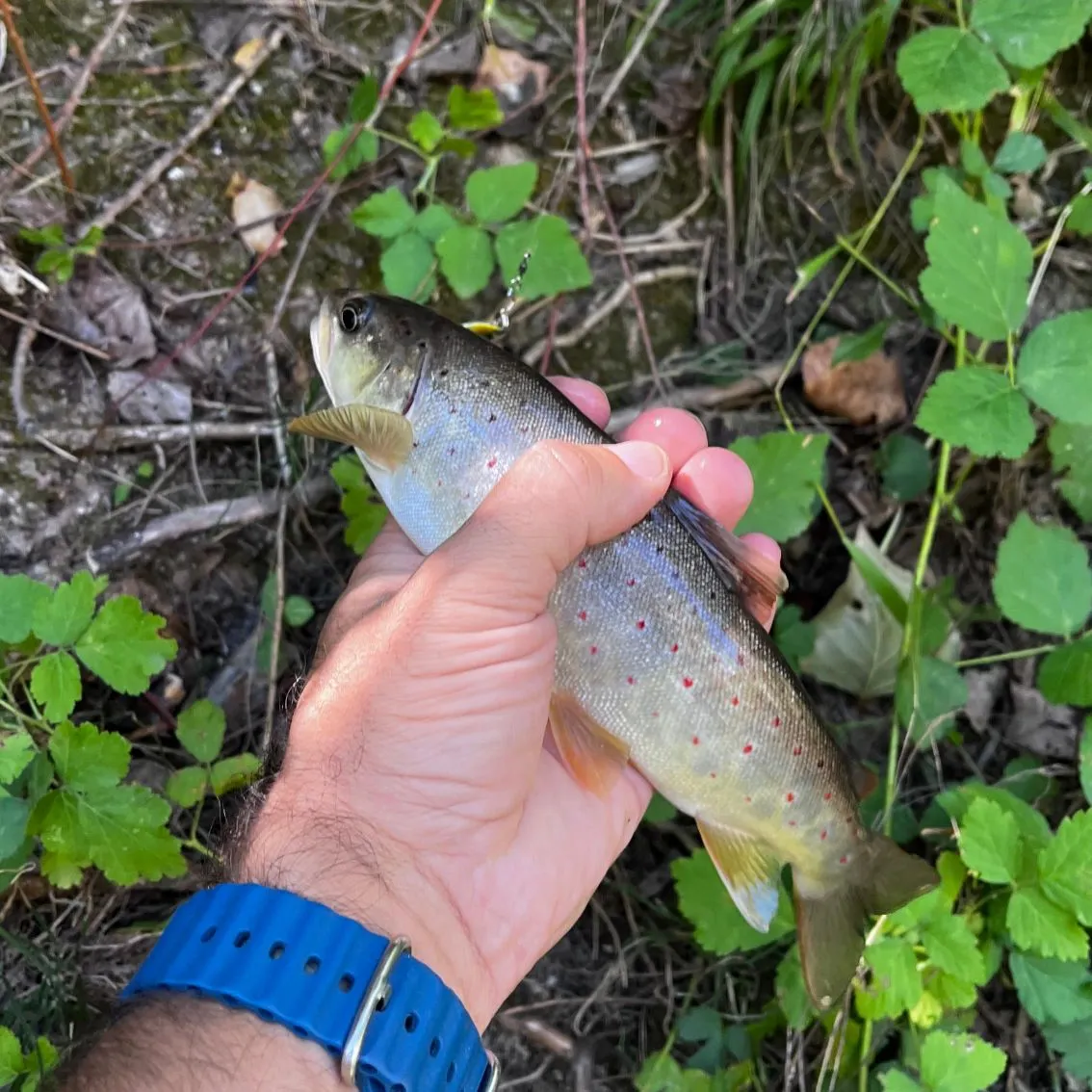 Brown trout caught on Fishbrain