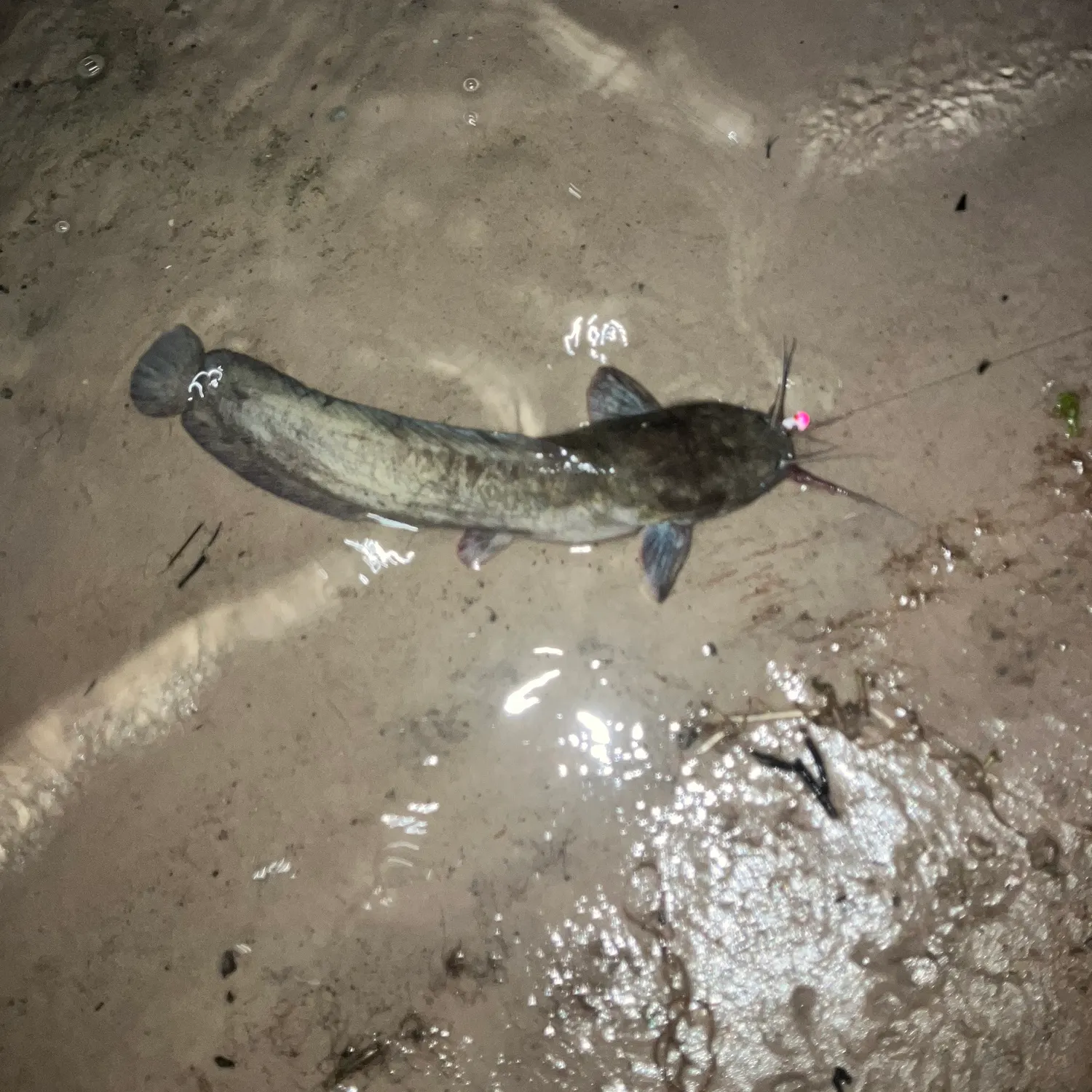 The most recent Walking catfish catches on Fishbrain
