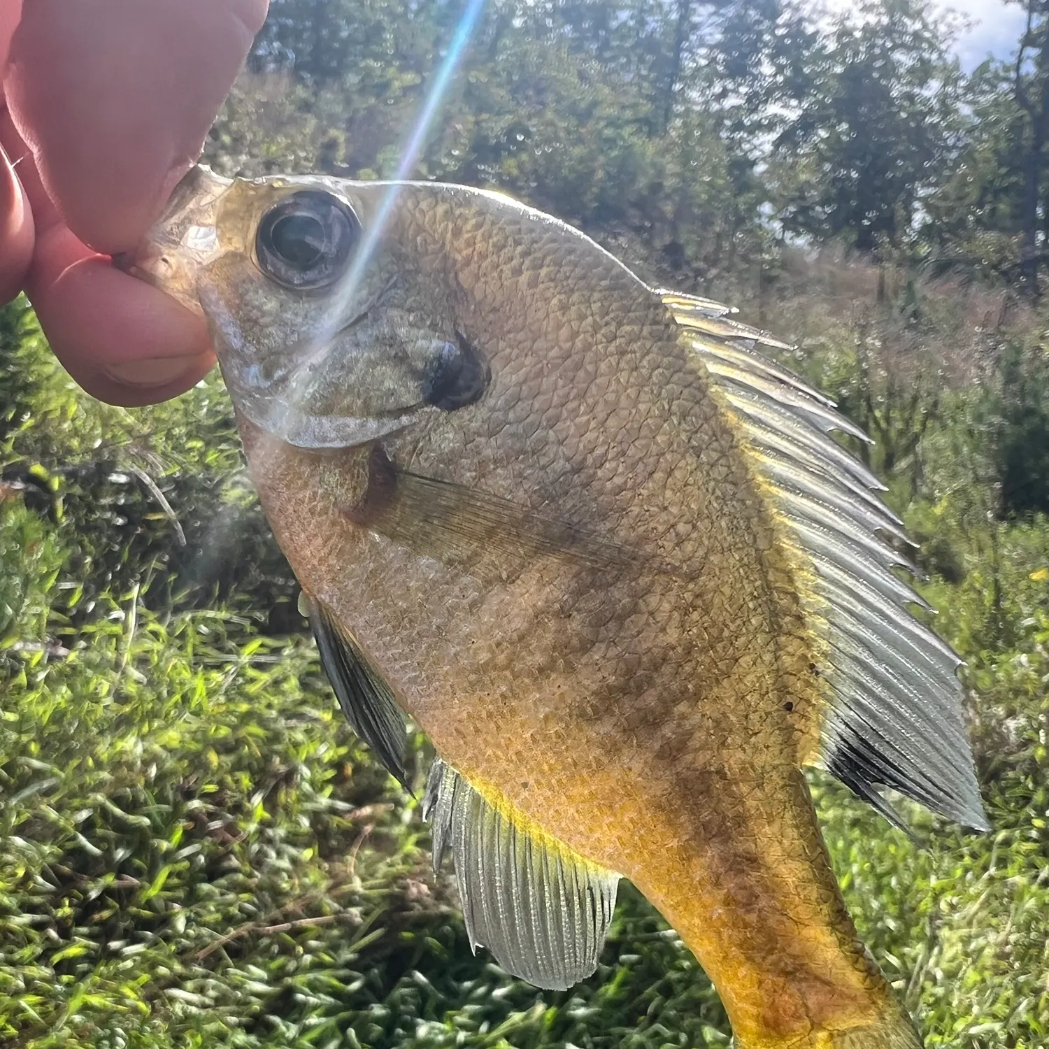 Bluegill caught on Fishbrain