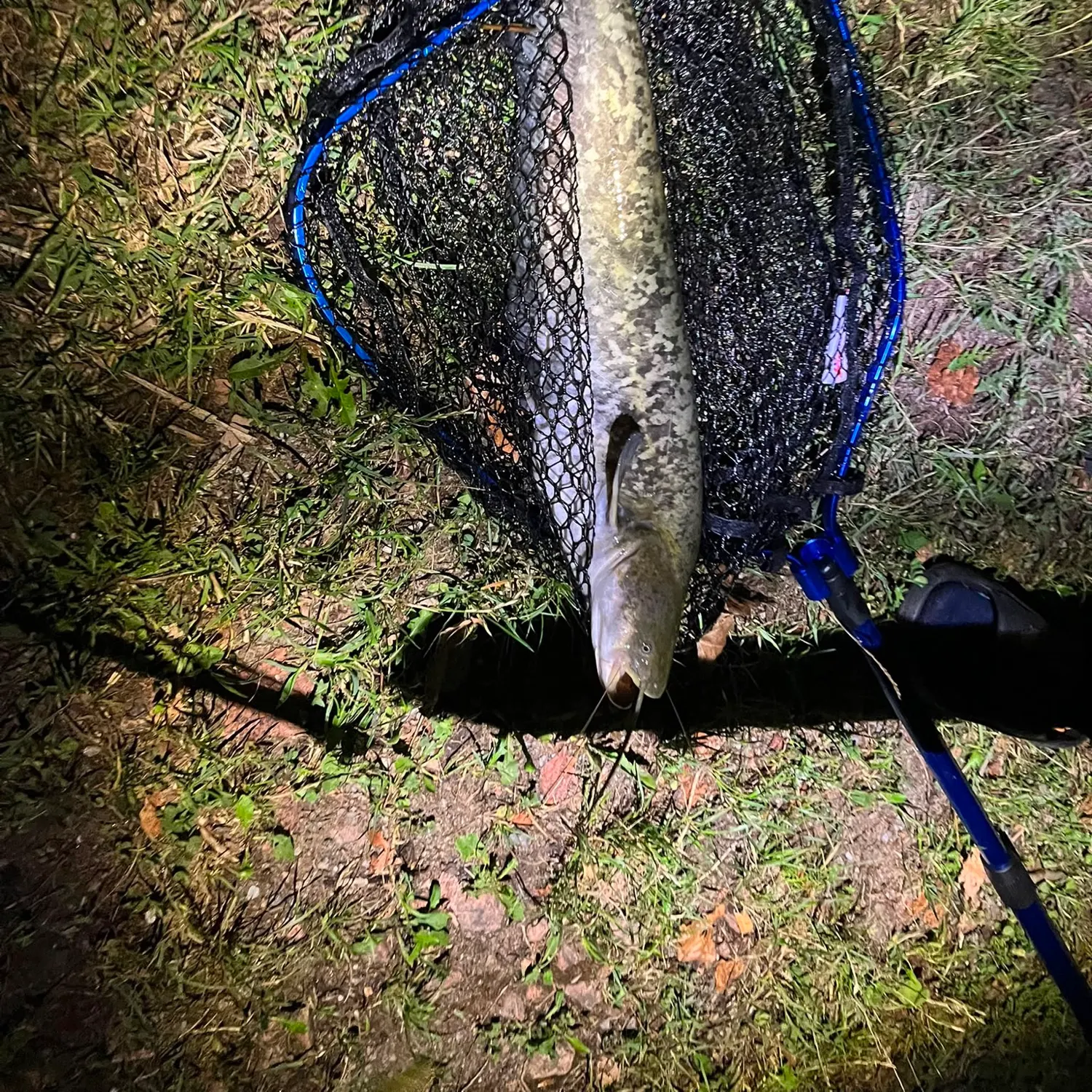 Wels catfish caught on Fishbrain