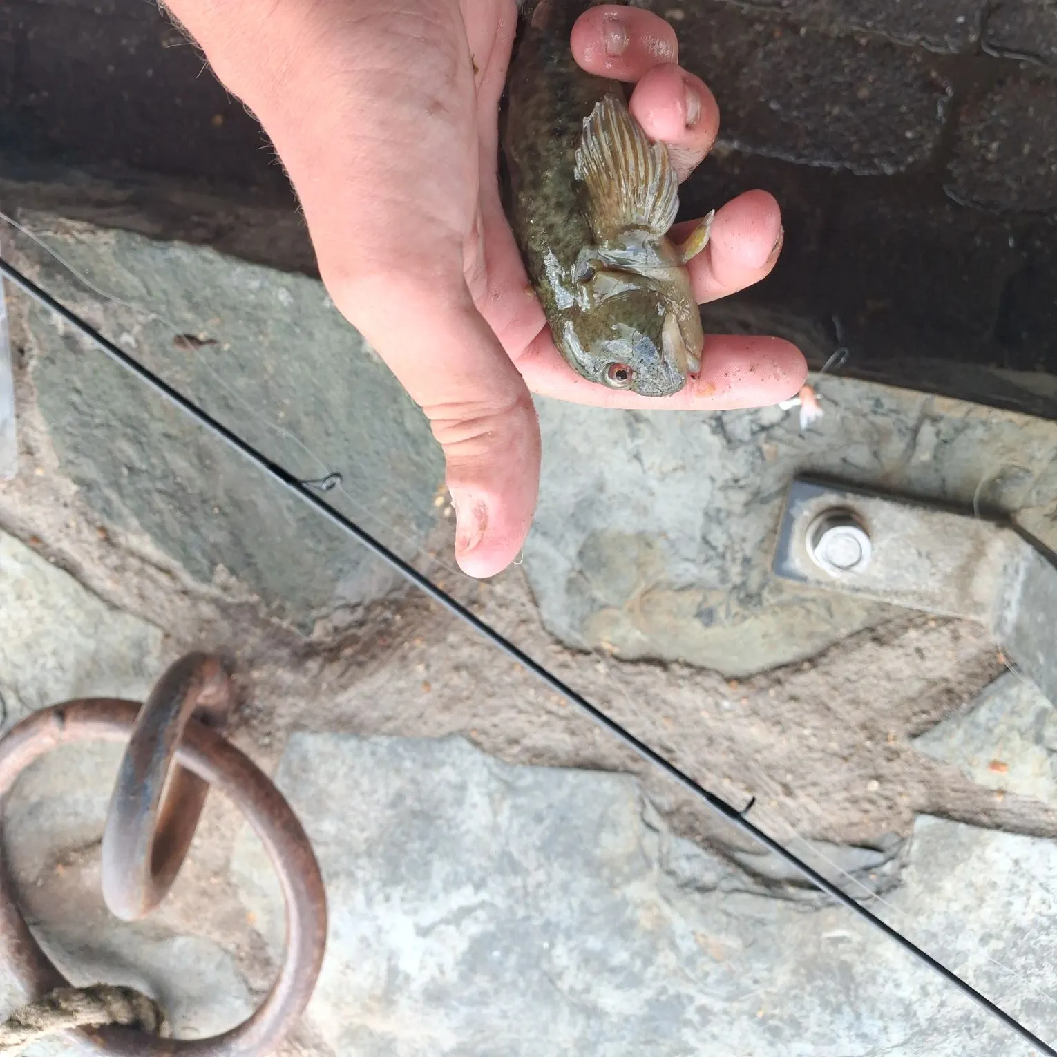 The most recent Shanny catches on Fishbrain