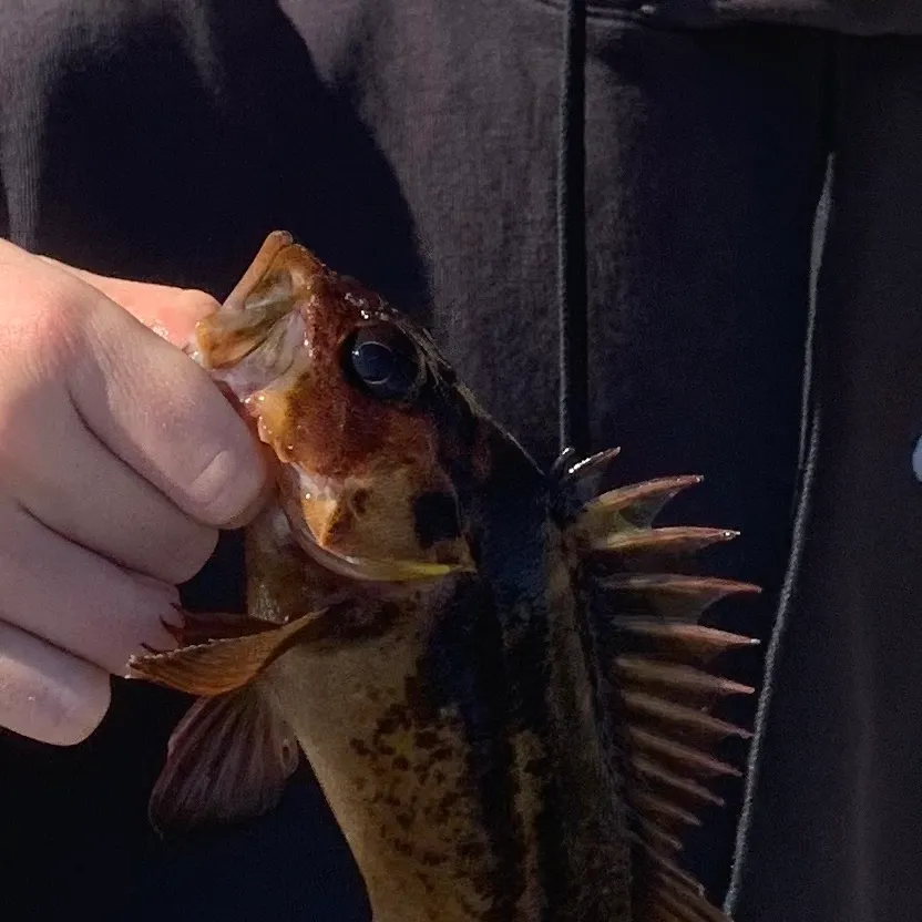 Copper rockfish caught on Fishbrain