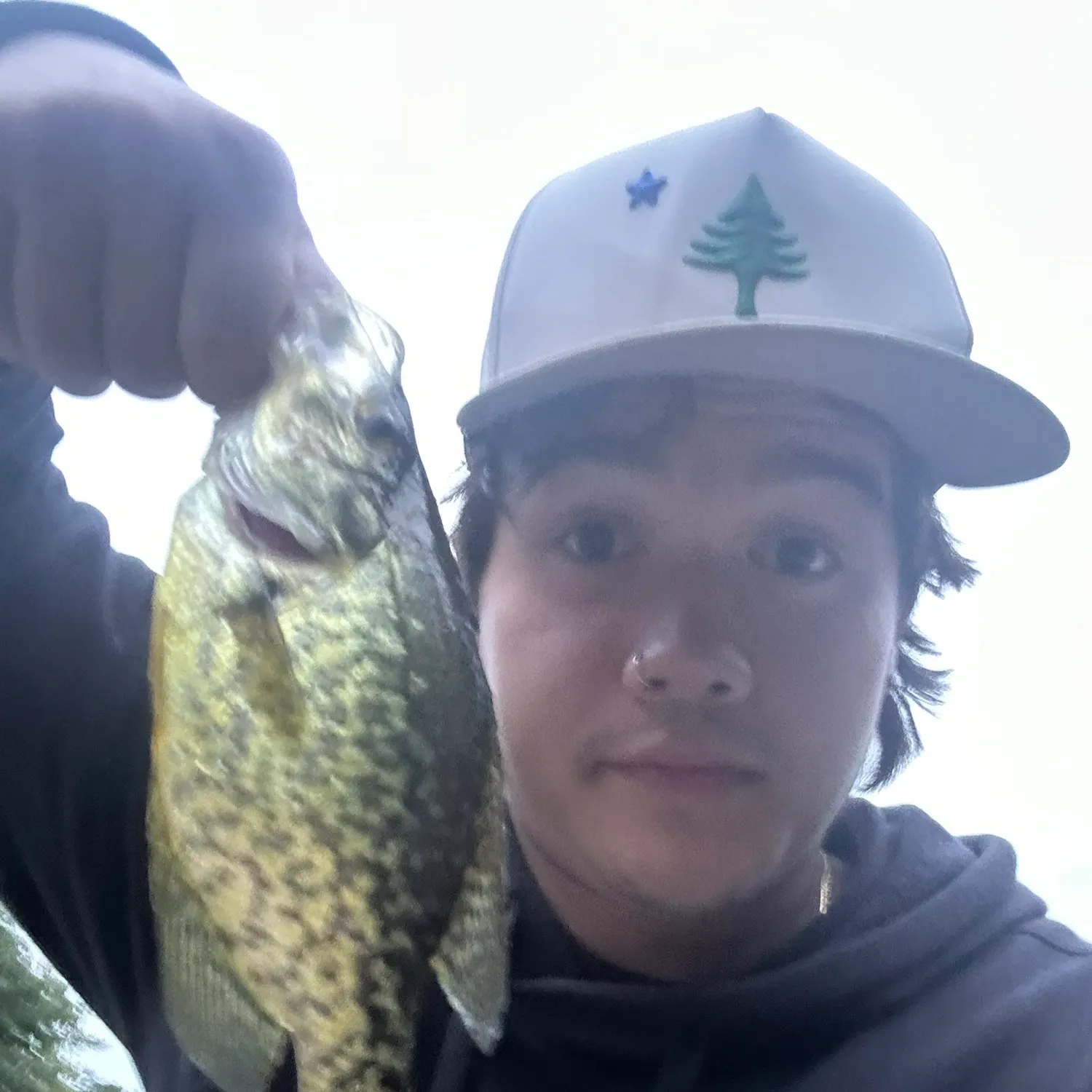 Black crappie caught on Fishbrain