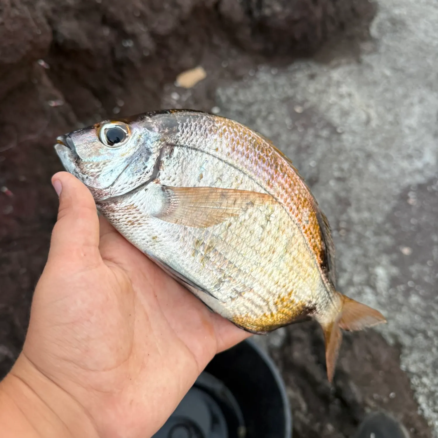 The most recent Barred surfperch catches on Fishbrain