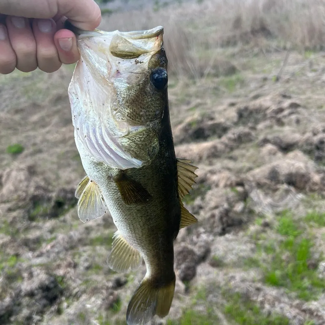 The most recent Florida bass catches on Fishbrain