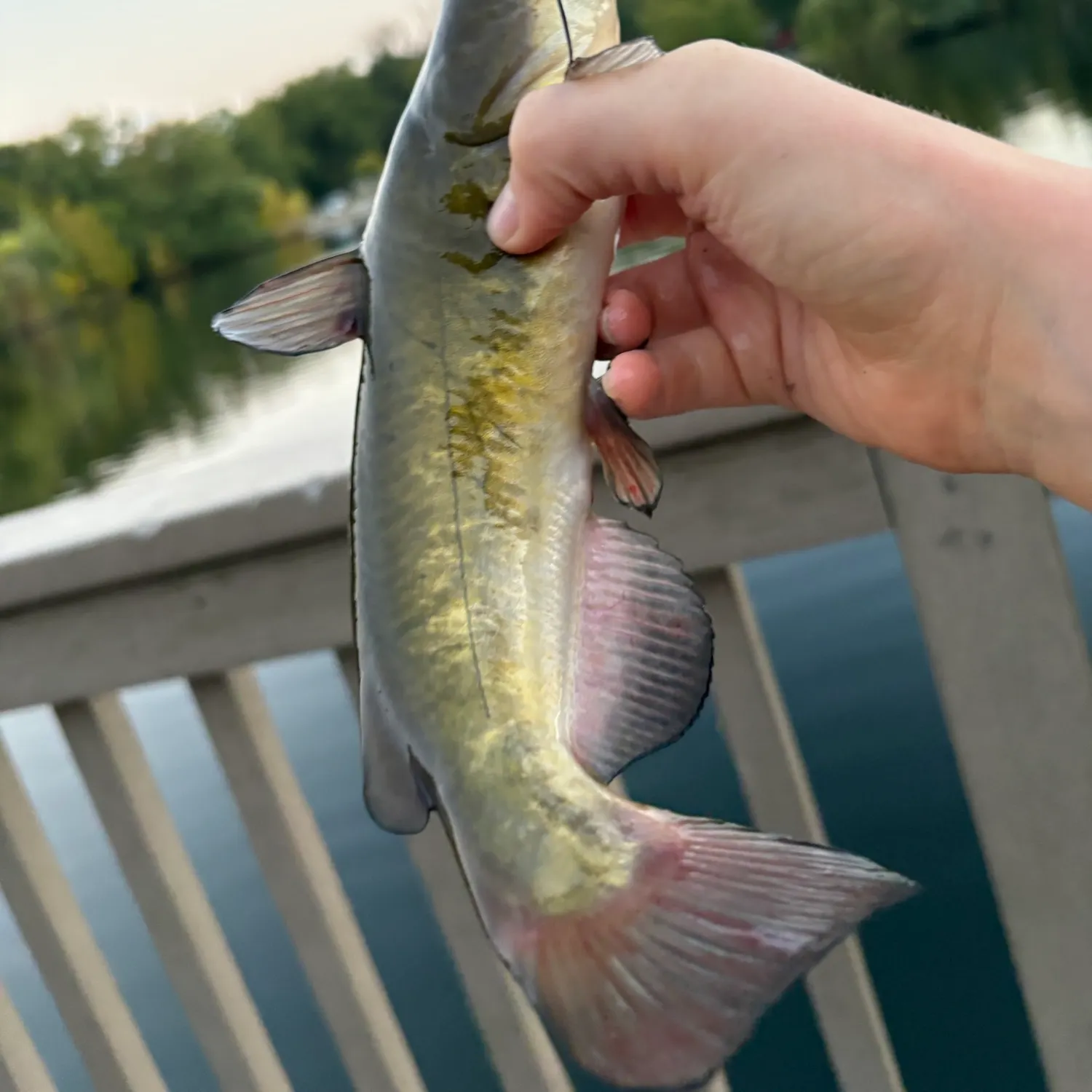 The most recent Brown bullhead catches on Fishbrain