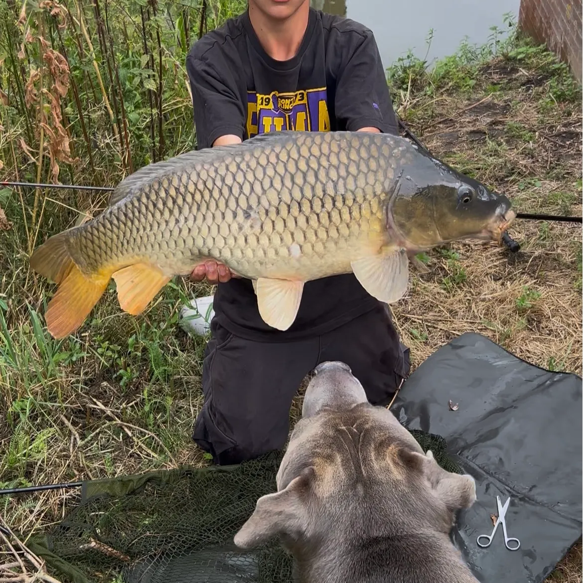Common carp caught on Fishbrain