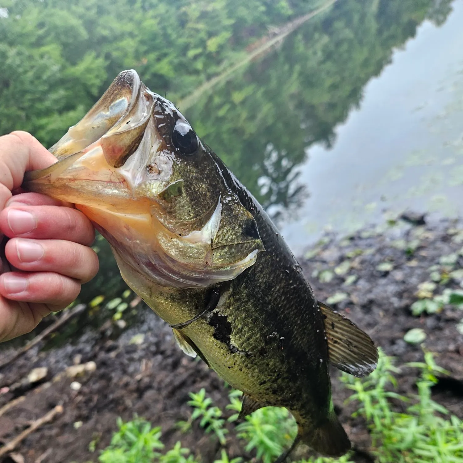 Largemouth bass caught on Fishbrain