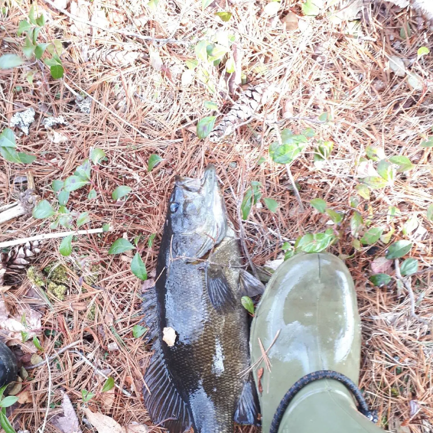 Smallmouth bass caught on Fishbrain