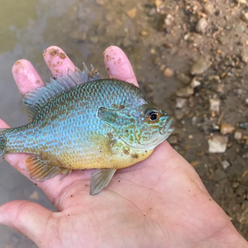The most recent Plains longear sunfish catches on Fishbrain