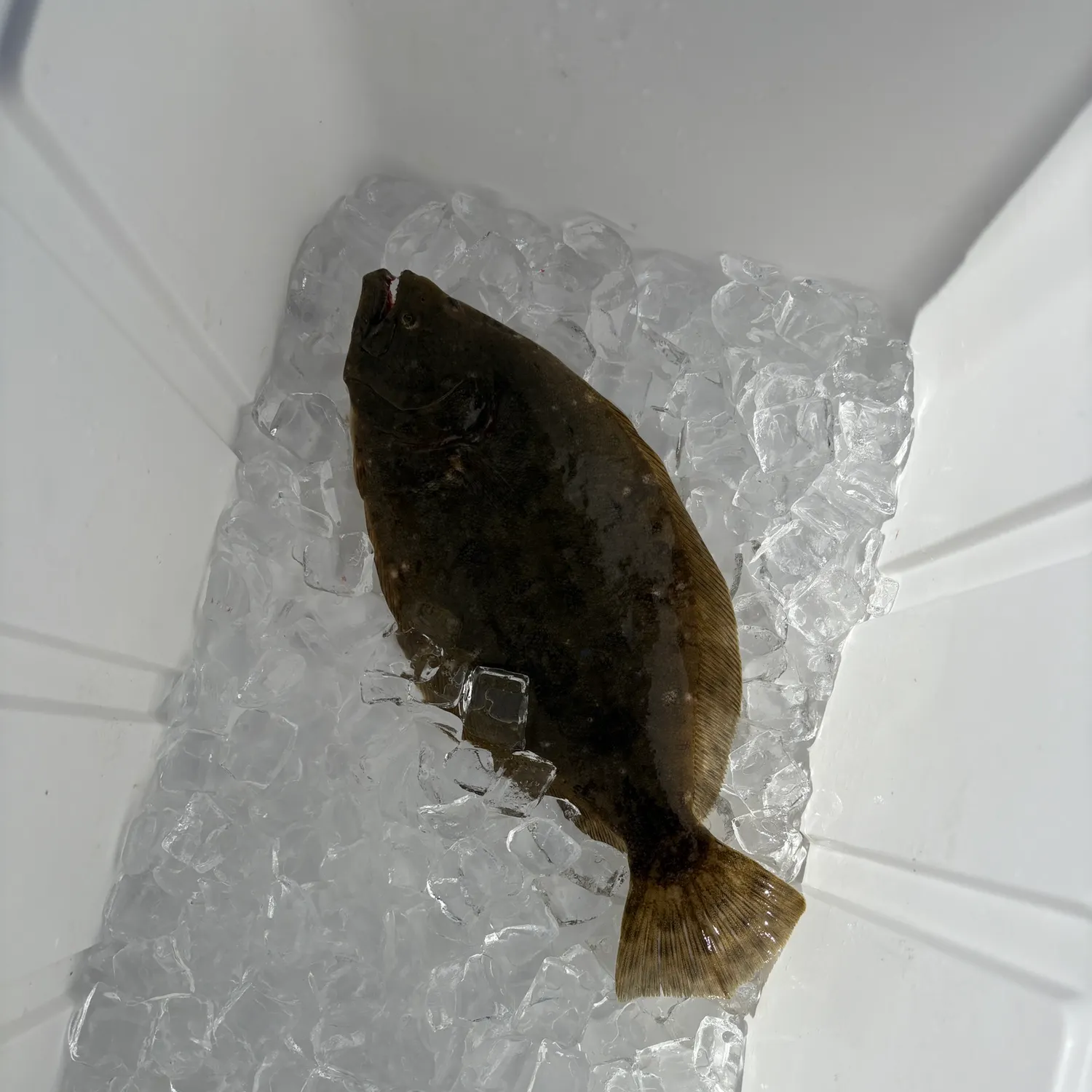 The most recent Southern flounder catches on Fishbrain