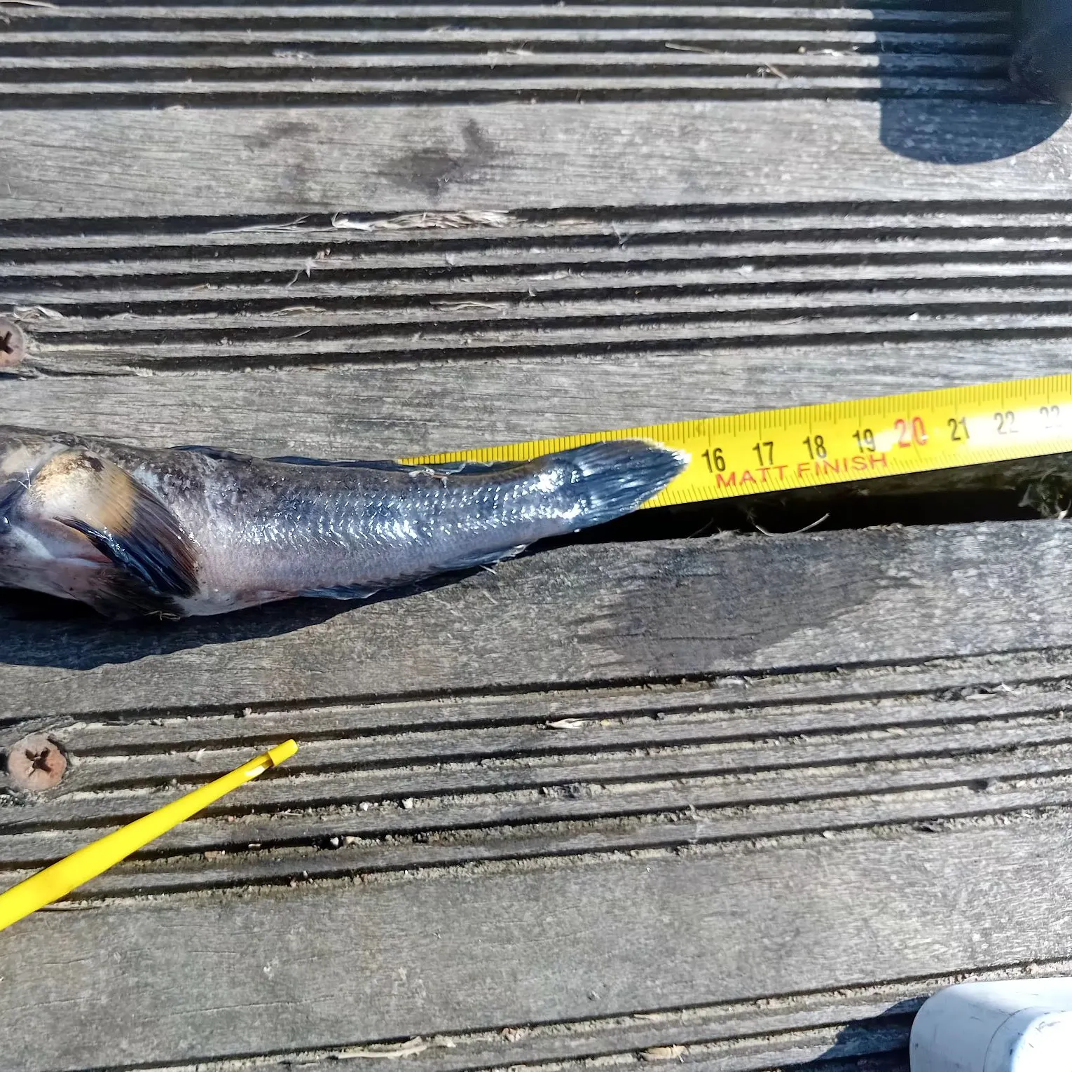 The most recent Black goby catches on Fishbrain