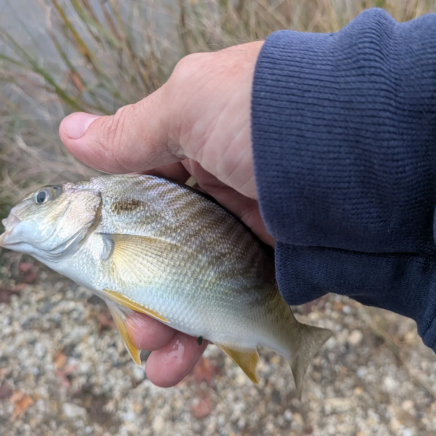 Spot croaker caught on Fishbrain