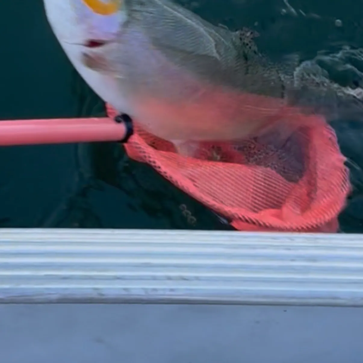 Rainbow trout caught on Fishbrain