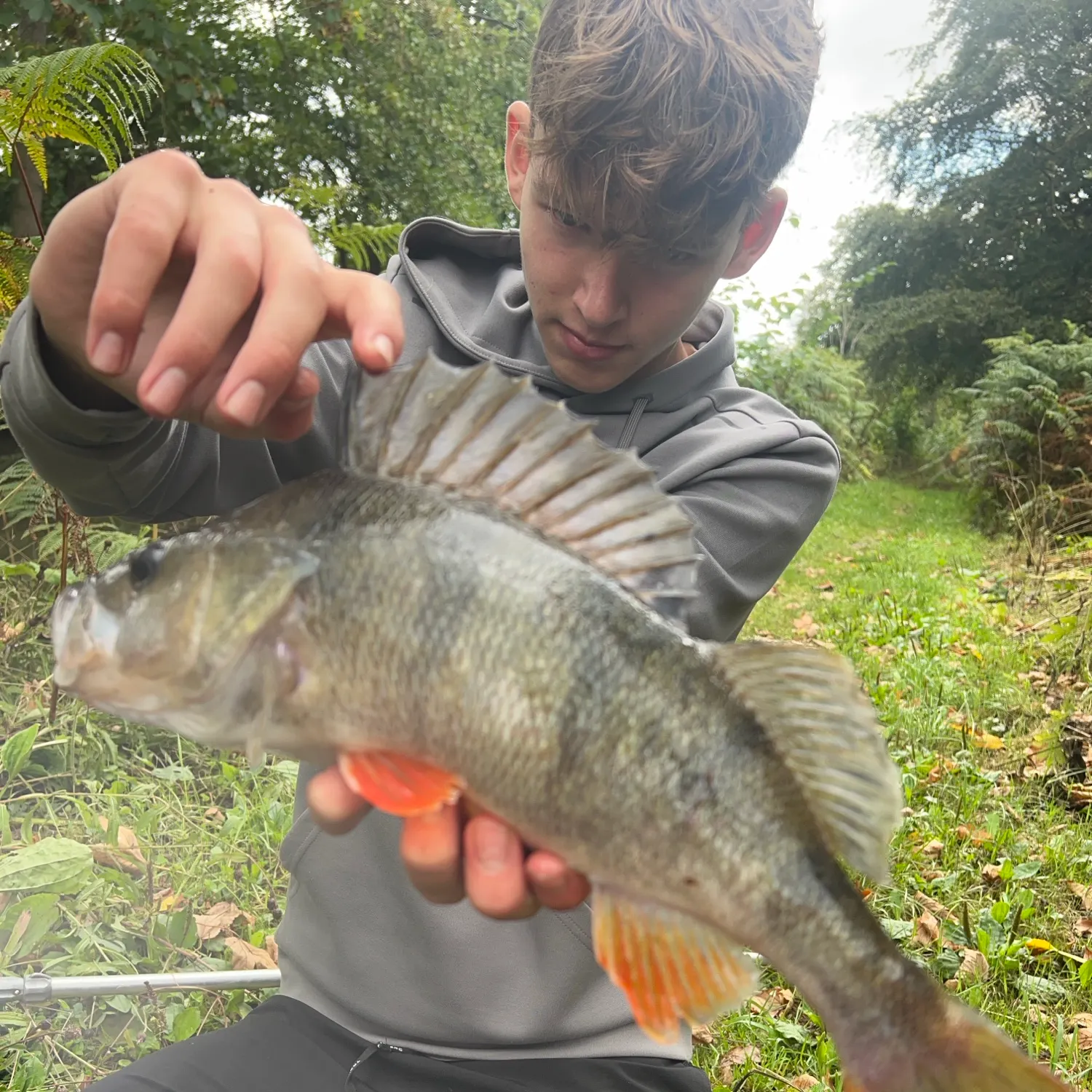 European perch caught on Fishbrain