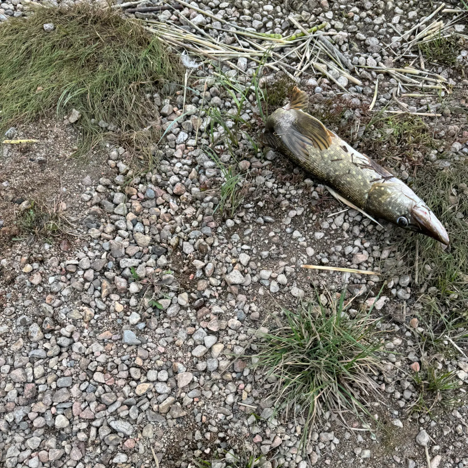 Fish caught on Fishbrain
