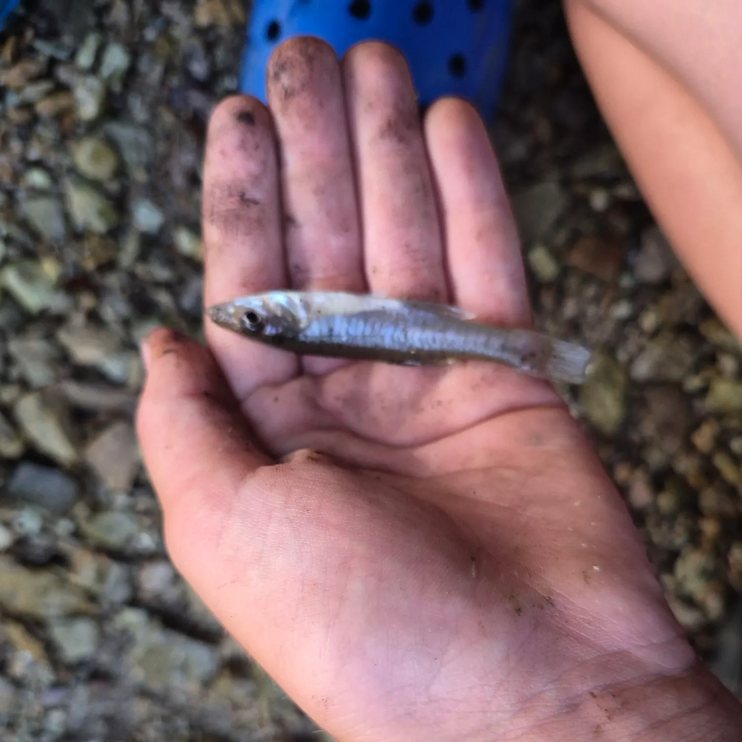 The most recent Round whitefish catches on Fishbrain