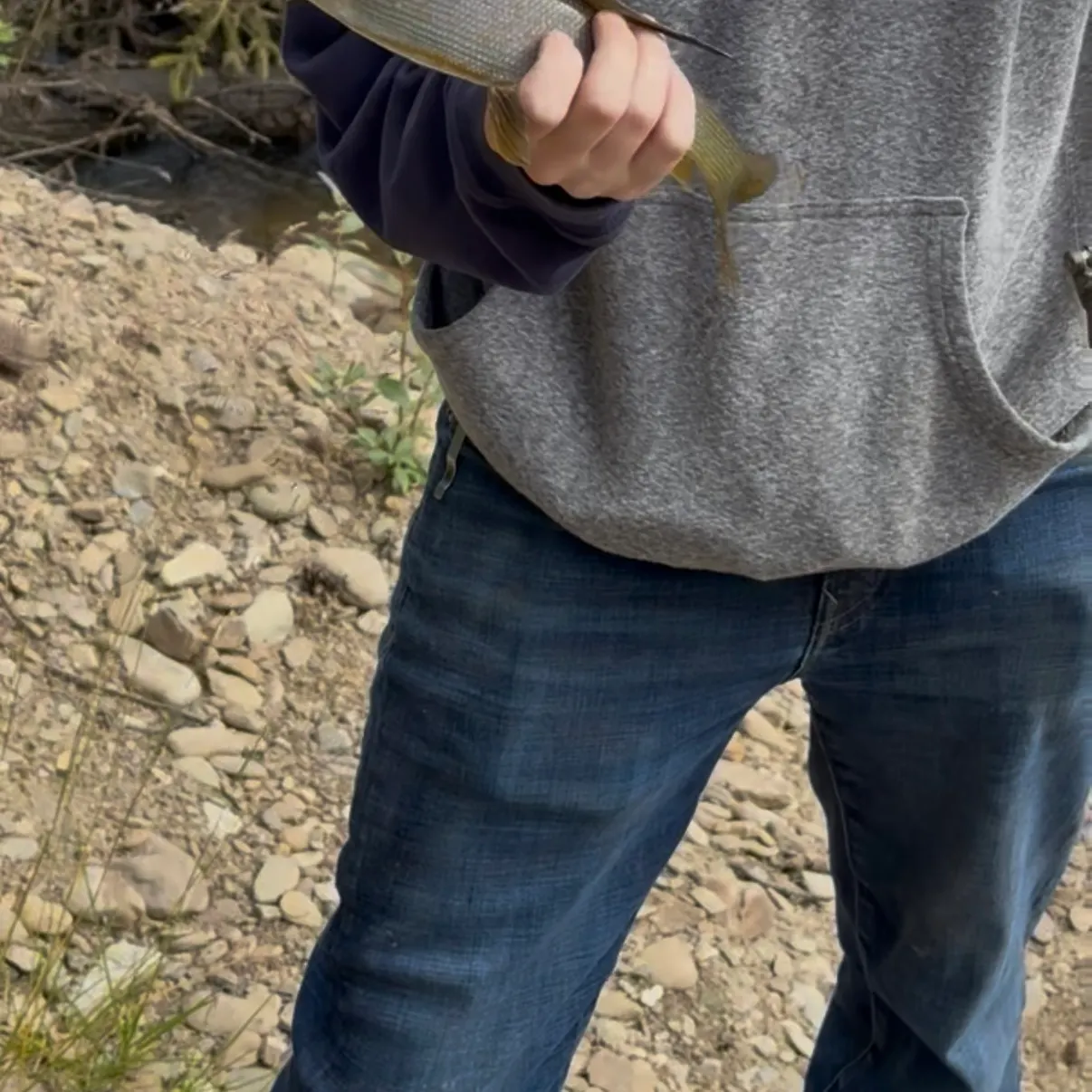 Arctic grayling caught on Fishbrain