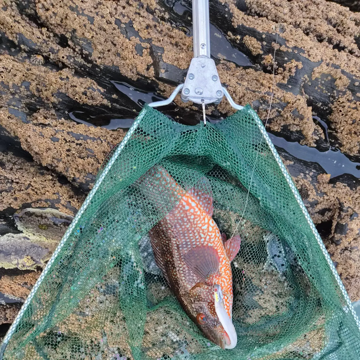 Ballan wrasse caught on Fishbrain