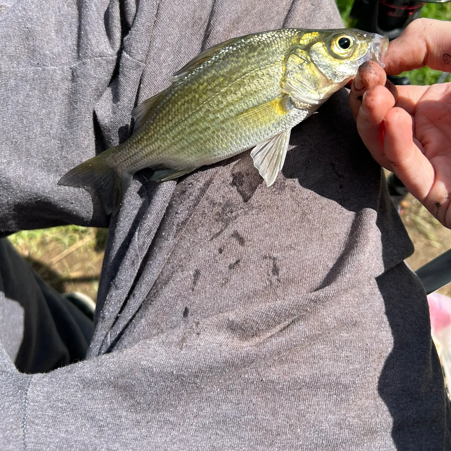 White perch caught on Fishbrain