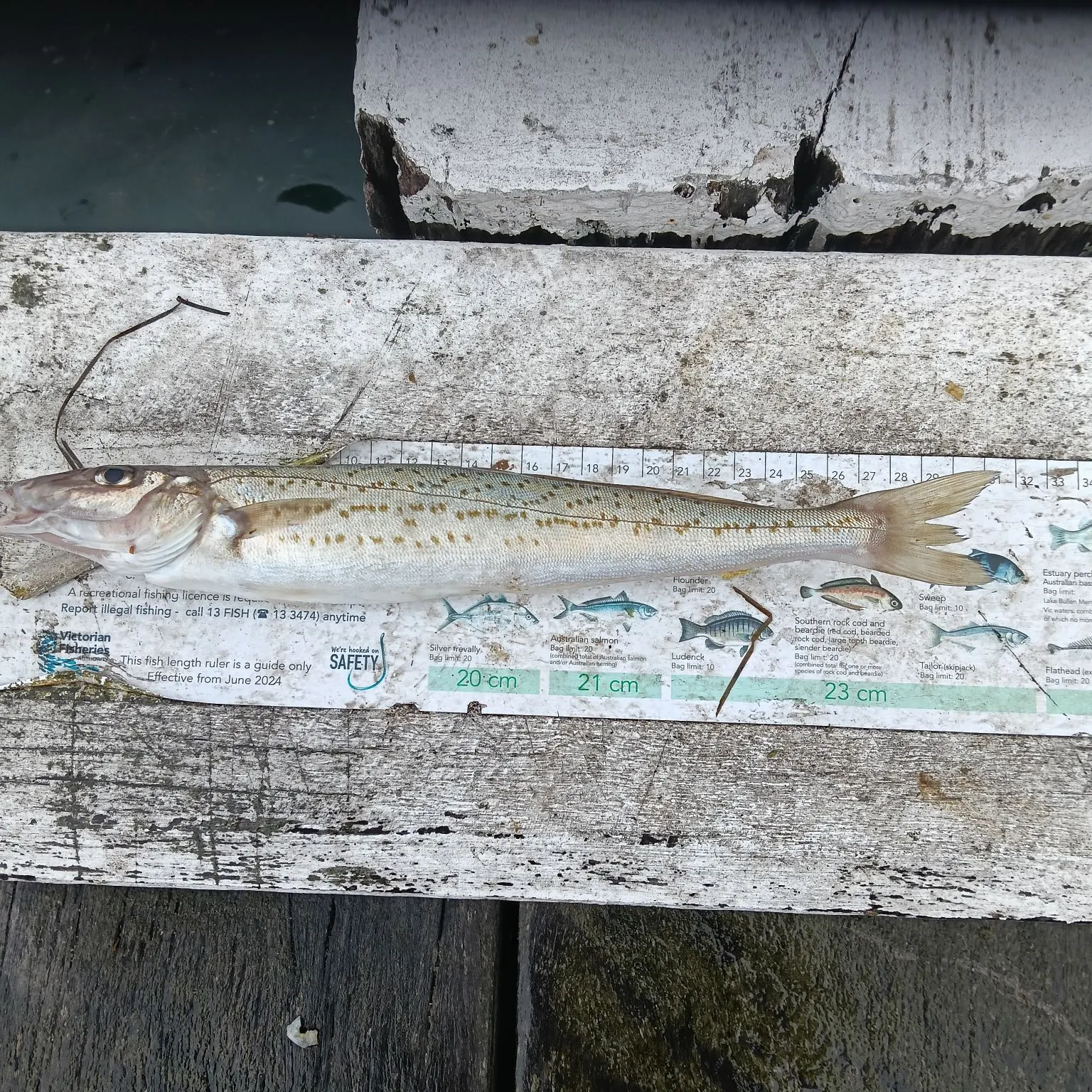 The most recent King George whiting catches on Fishbrain
