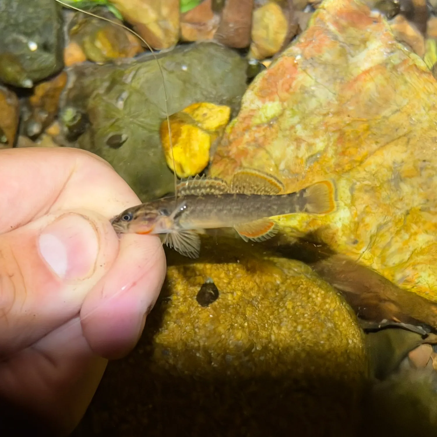 Orangebelly darter caught on Fishbrain