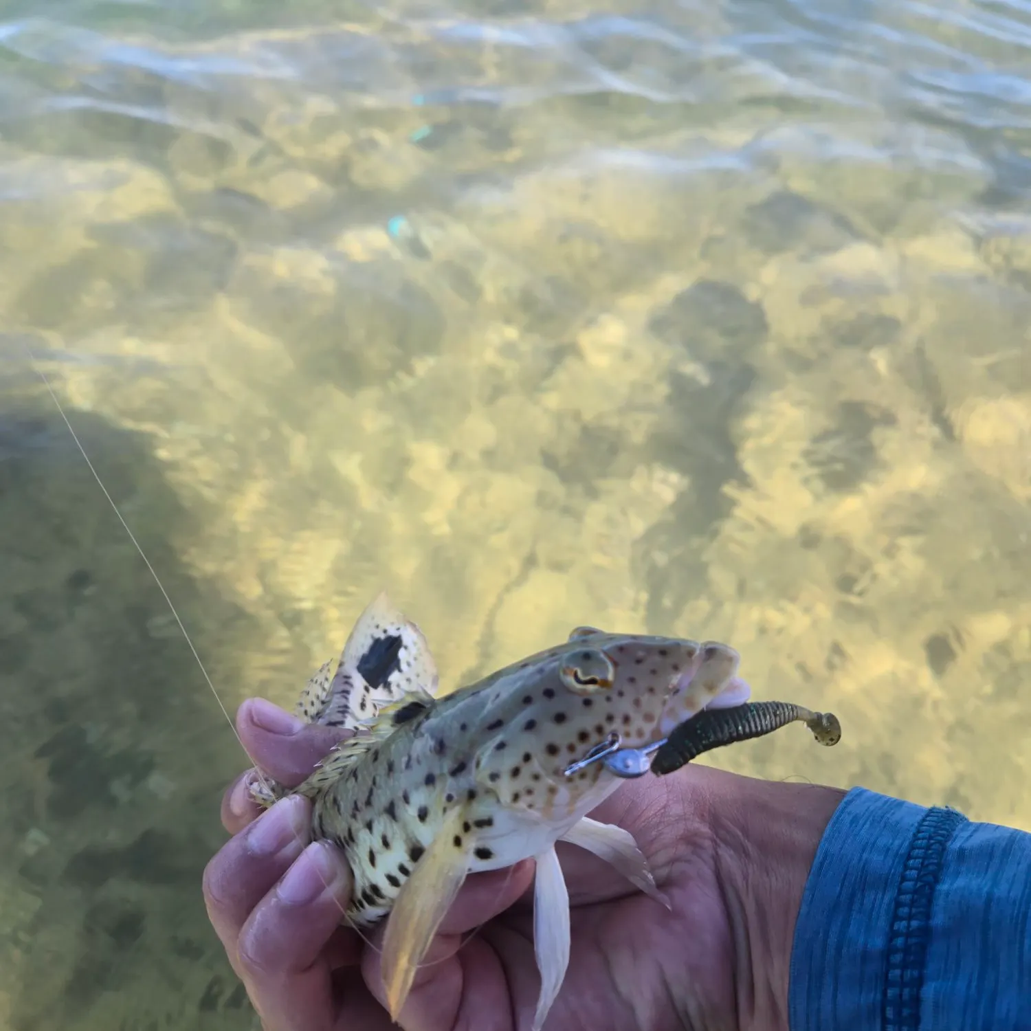 The most recent Speckled sandperch catches on Fishbrain