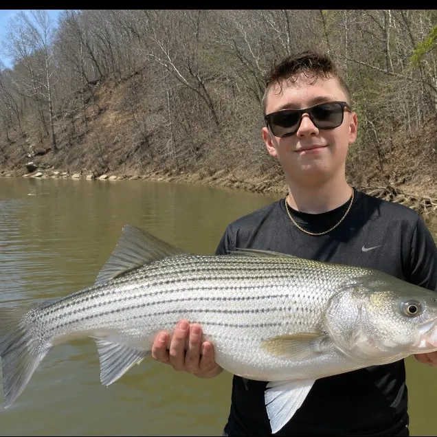 Wiper caught on Fishbrain