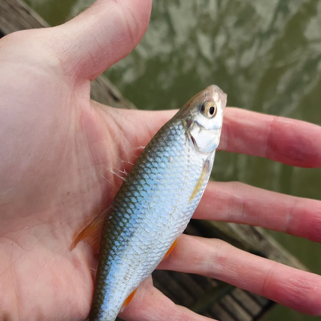 Common roach caught on Fishbrain