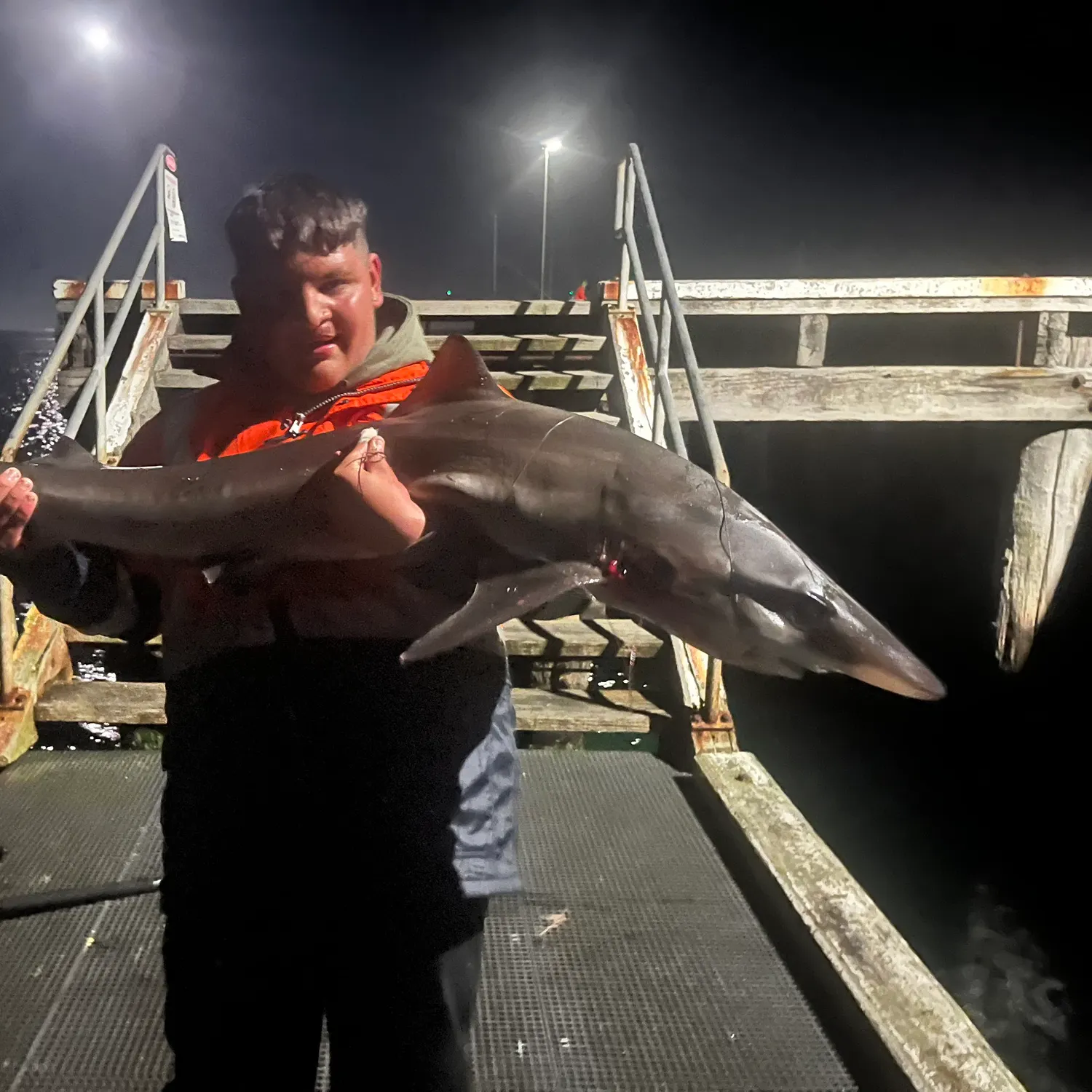 The most recent Tope shark catches on Fishbrain