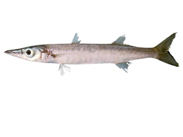 Yellowtail barracuda