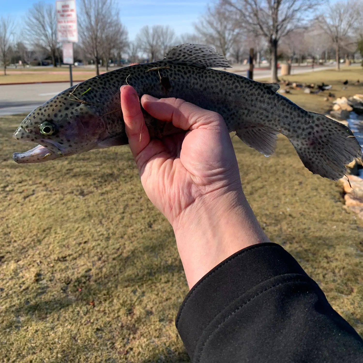 angler catch