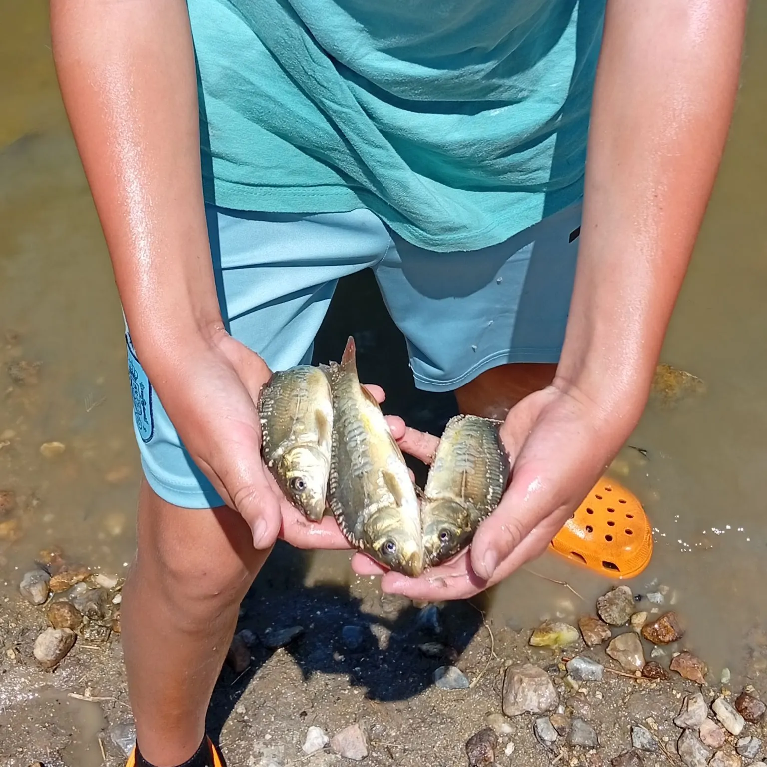 Mirror carp caught on Fishbrain