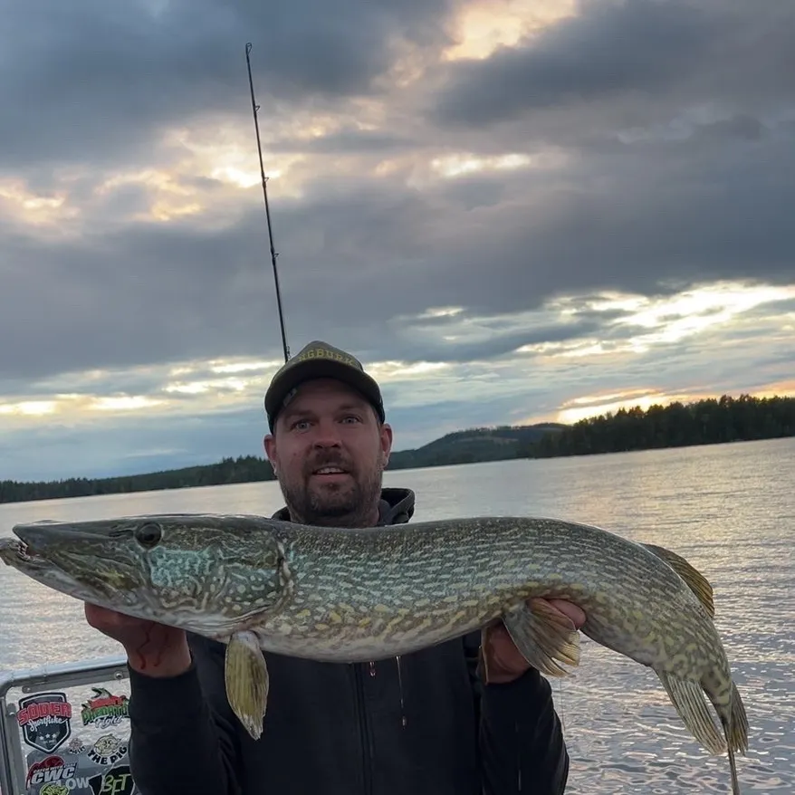 Northern pike caught on Fishbrain
