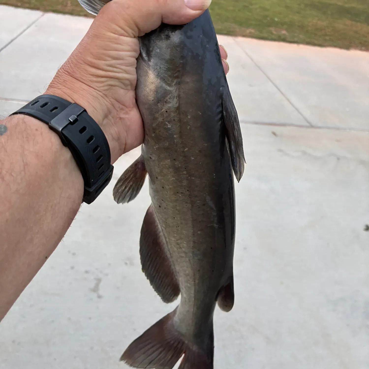 Channel catfish caught on Fishbrain