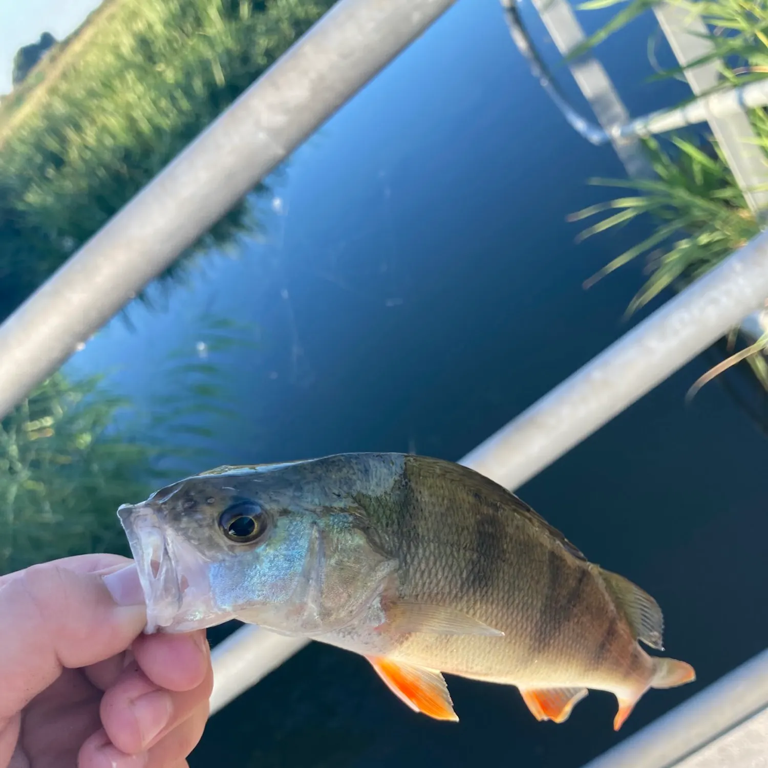 European perch caught on Fishbrain