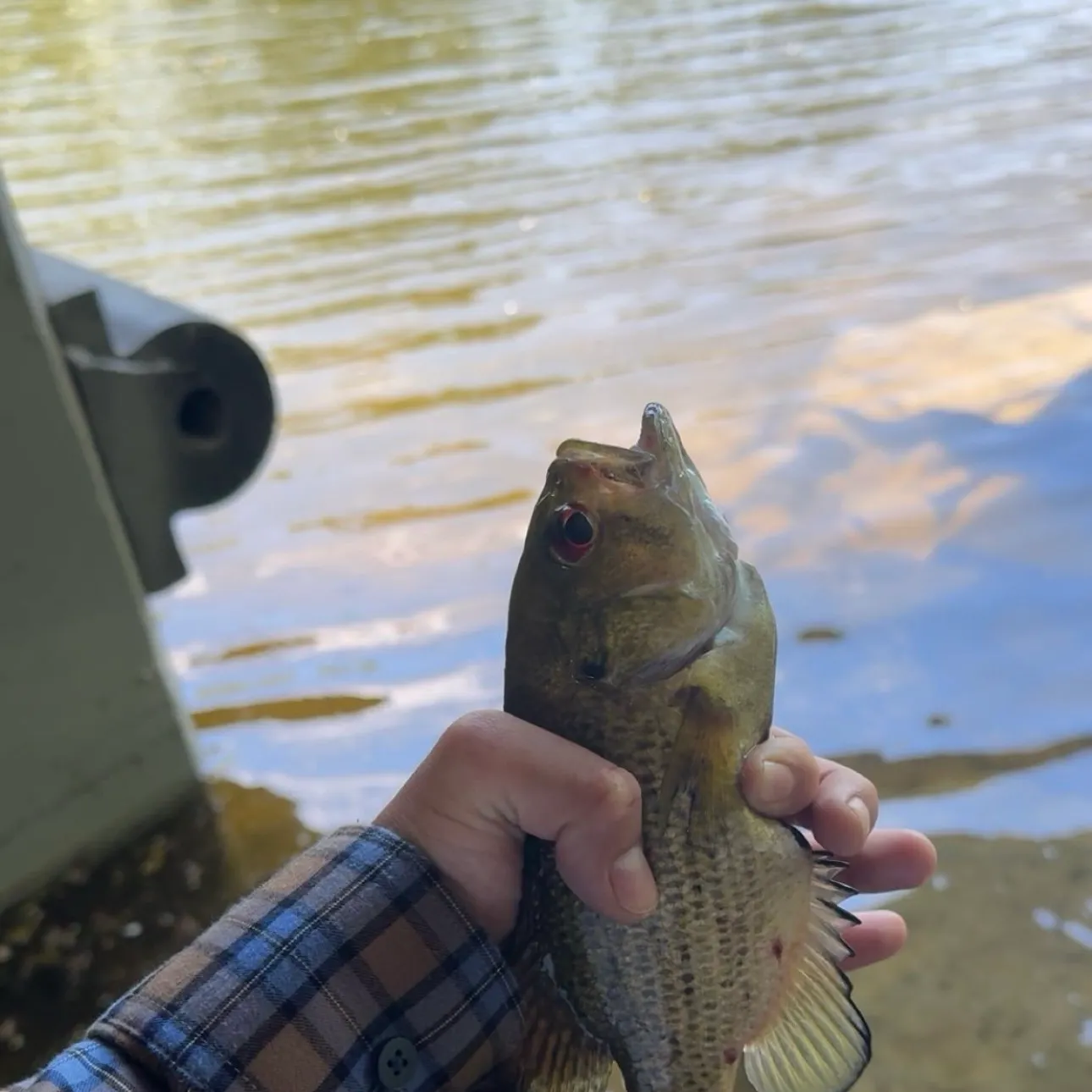 Rock bass caught on Fishbrain