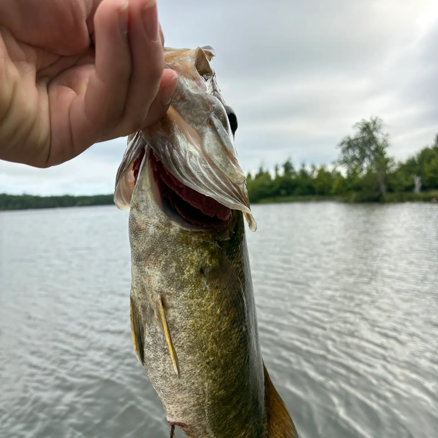 Smallmouth bass caught on Fishbrain