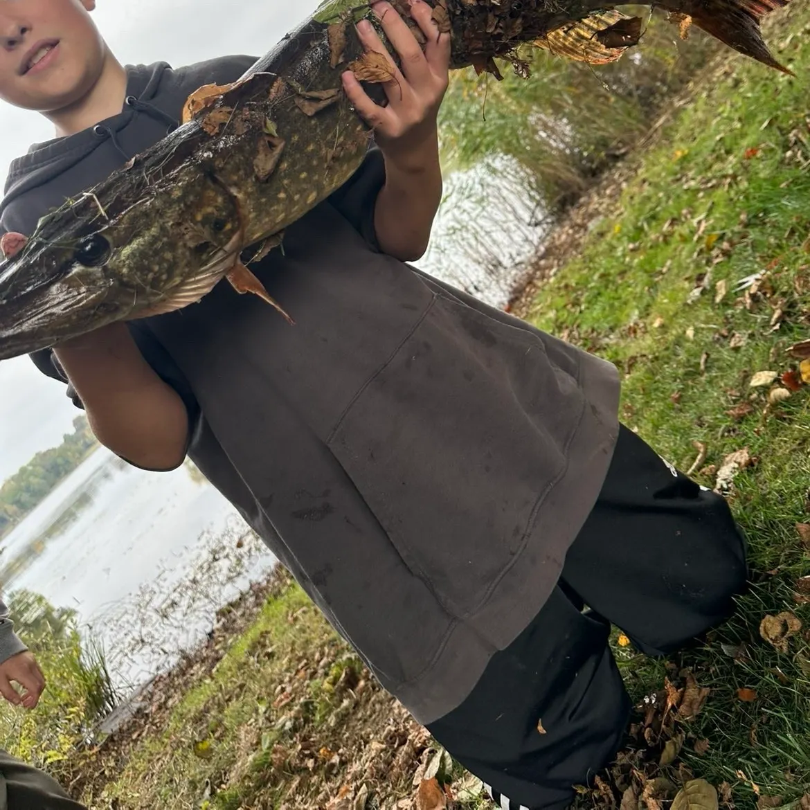Northern pike caught on Fishbrain