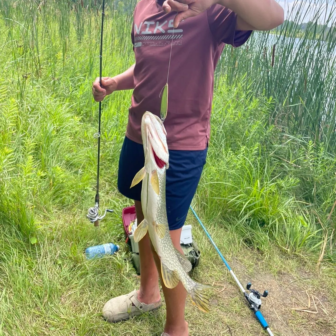 Northern pike caught on Fishbrain