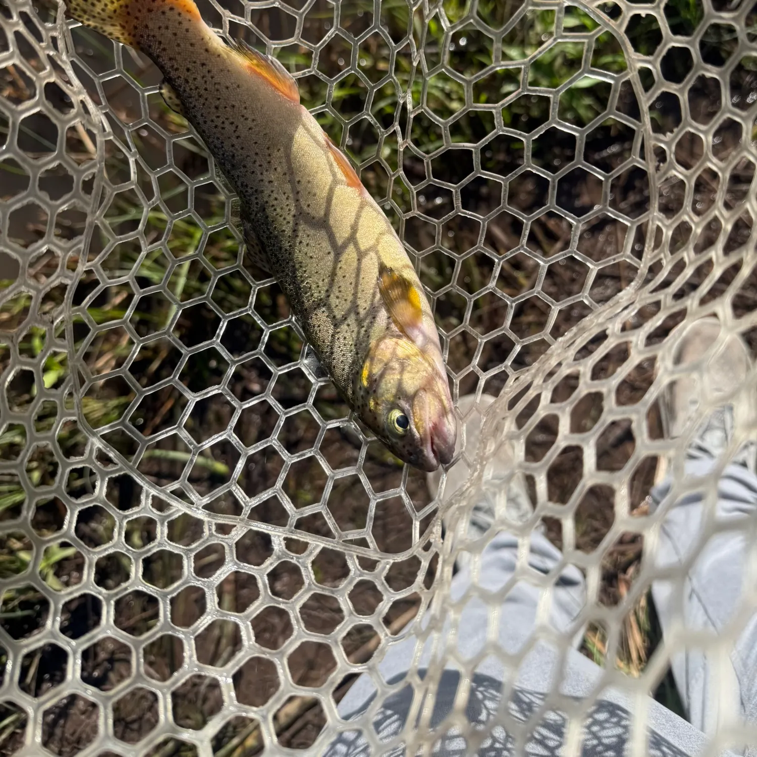 The most recent Apache trout catches on Fishbrain