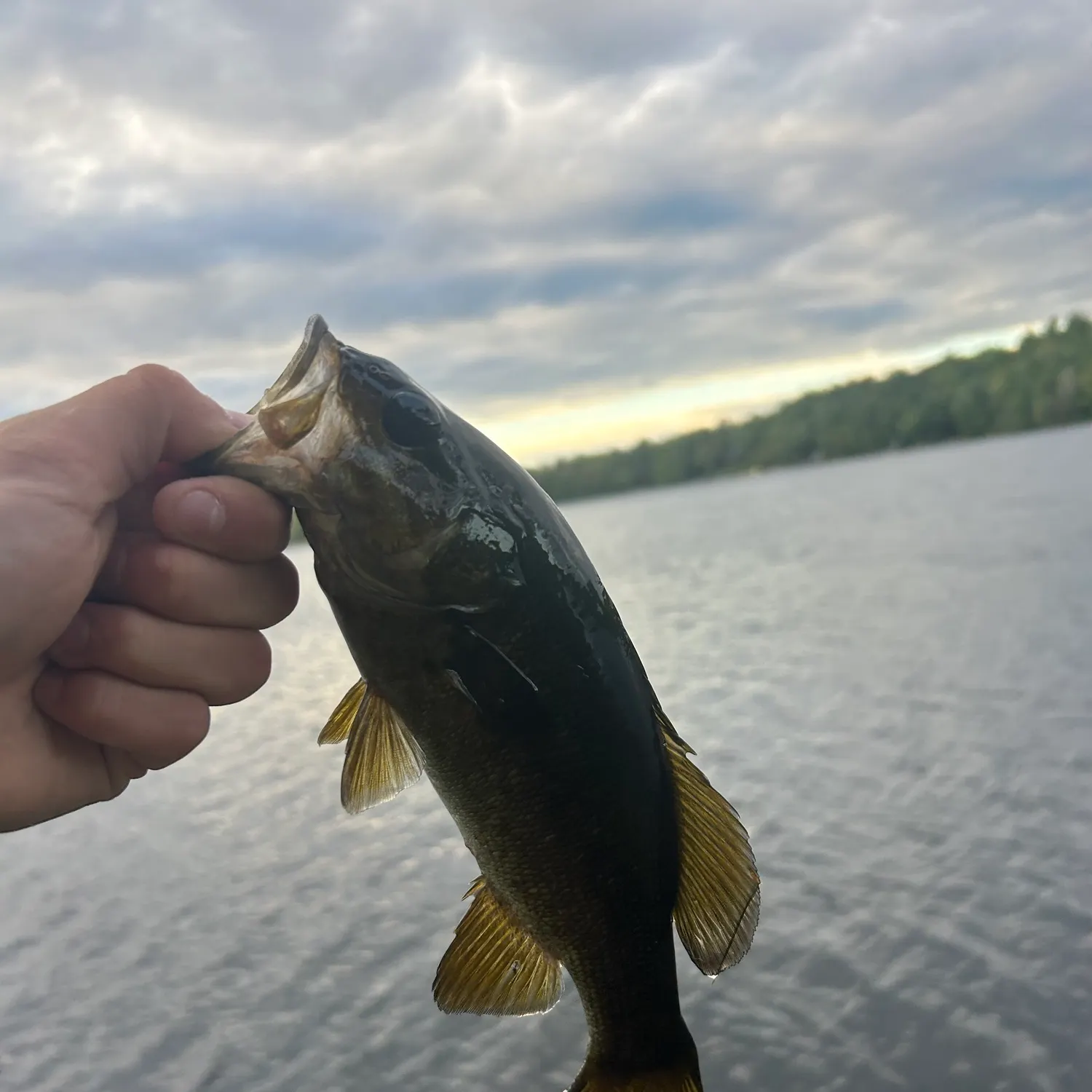 Smallmouth bass caught on Fishbrain