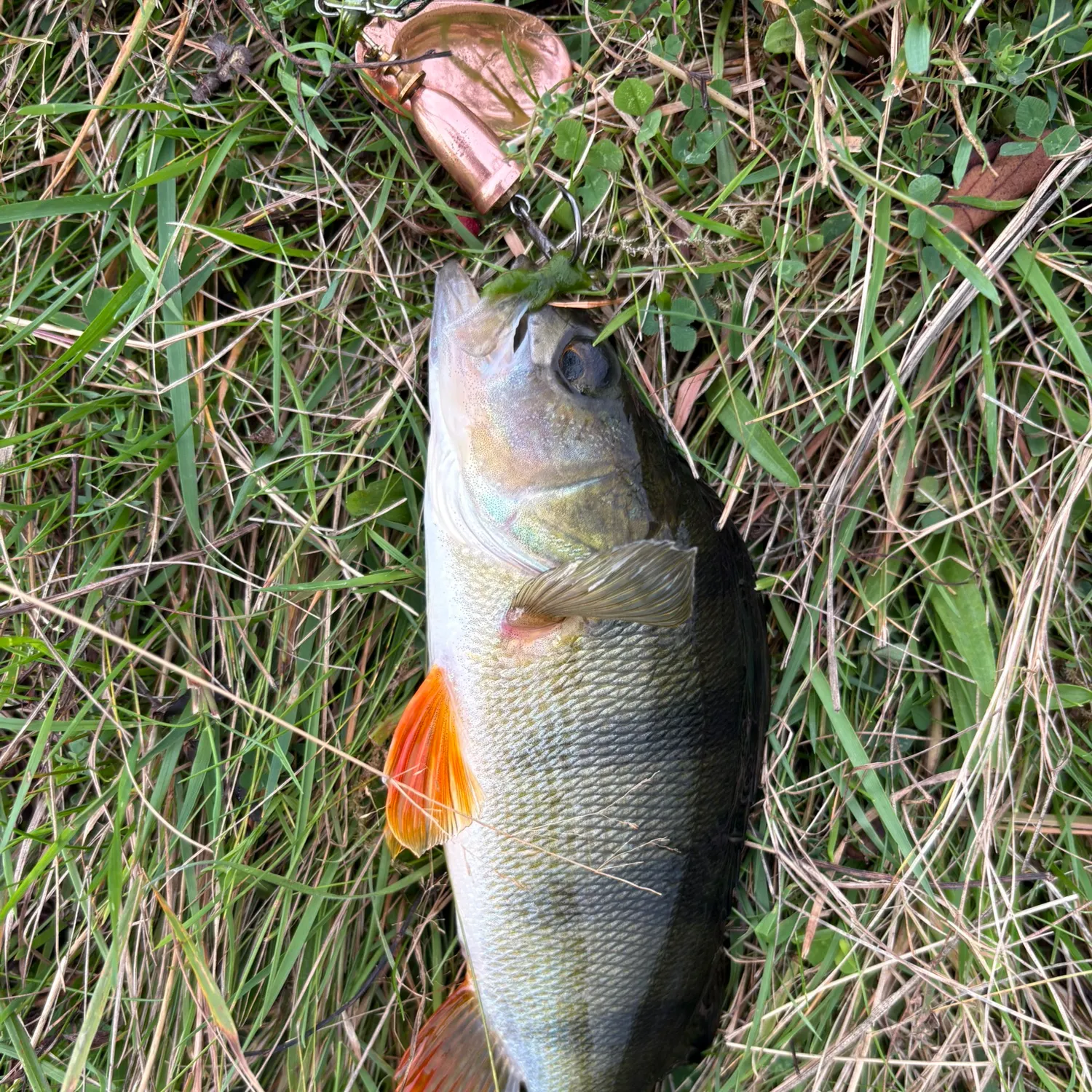 European perch caught on Fishbrain